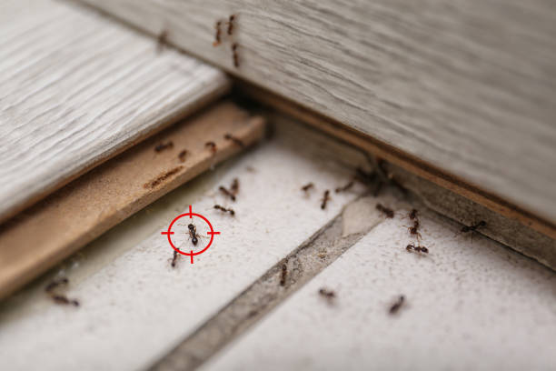 Best Wildlife Control Services  in Algonquin, IL