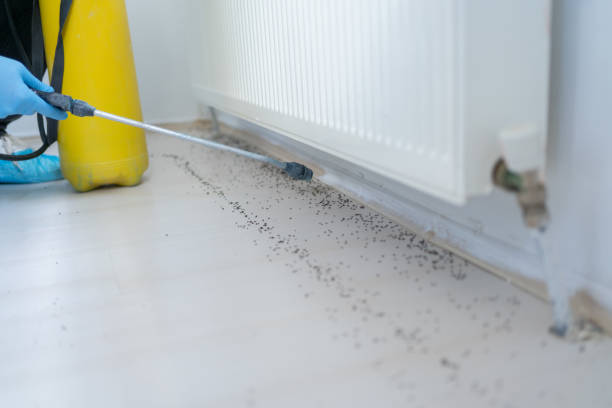 Best Termite Control Services  in Algonquin, IL