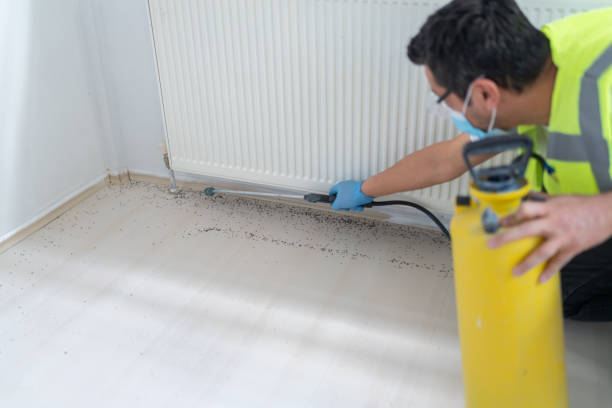 Best Wasp Removal Services  in Algonquin, IL