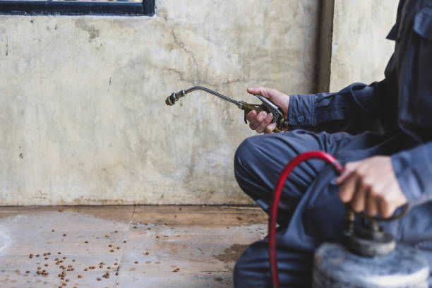 Wasp Removal Services in Algonquin, IL